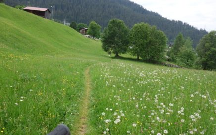 Grünbödele, Grasgrün ist der Trail in Klosters