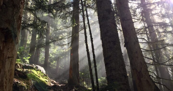 Whistler Mountain